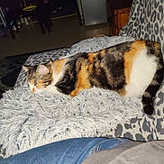 Maât a rejoint le concours — aidez-le/la à gagner de superbes lots ! cat, calico_cat, sleeping, blanket, furniture, couch, leopard_print, indoor, cozy, relaxing, pet, animal, fur, resting, home, comfort, domestic, jeans, human_leg, soft