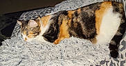 Maât a rejoint le concours — aidez-le/la à gagner de superbes lots ! animal, blanket, calico_cat, cat, comfort, couch, cozy, domestic, fur, furniture, home, human_leg, indoor, jeans, leopard_print, pet, relaxing, resting, sleeping, soft