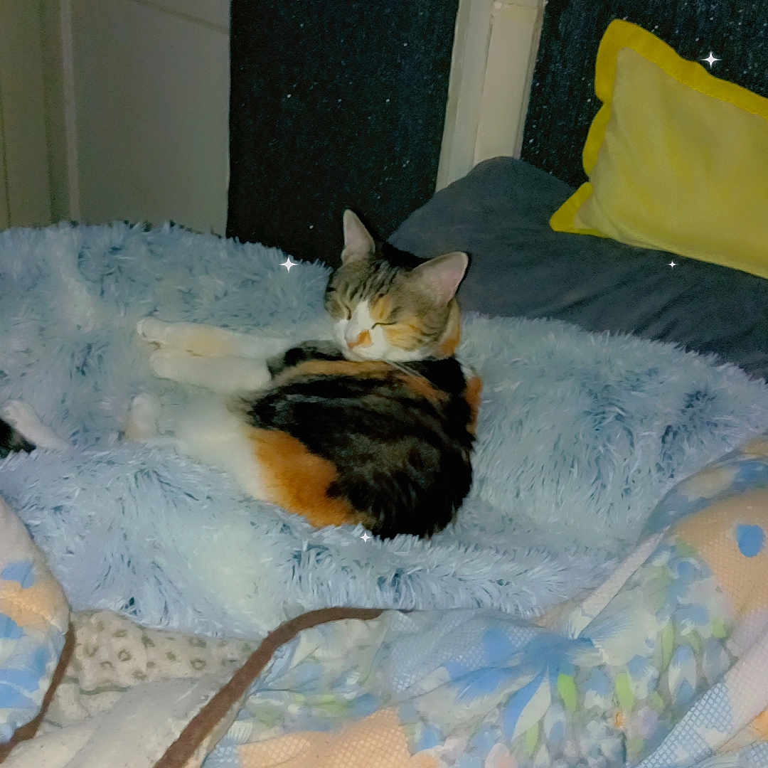 Maât participe au concours pour gagner de l'argent avec cette photo : bedroom, blanket, calico_cat, cat, colorful, comfort, cozy, domestic, feline, fluffy, indoor, nap, patterned, pet, pillow, quilt, relaxation, resting, sleeping, soft