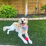 Duke joined the competition — help win amazing prizes! animal, backyard, ball, bandana, bush, canine, dog, golden_retriever, grass, outdoor, pavement, pet, playful, relaxed, smiling, stone_wall, summer, sunlight, tongue_out, tree