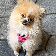Beverly is registered to the contest to win money with this photo: dog, pomeranian, small_dog, fluffy, pink_harness, pet, cute, sitting, tilted_head, tongue_out, floor, hexagonal_tiles, animal, companion, domestic_animal, fur, outdoor, adorable, looking_up, leash
