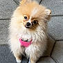 dog, pomeranian, small_dog, fluffy, pink_harness, pet, cute, sitting, tilted_head, tongue_out, floor, hexagonal_tiles, animal, companion, domestic_animal, fur, outdoor, adorable, looking_up, leash