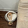 dog, puppy, pet_bed, toy, floor, wood_floor, cozy, indoor, small_dog, fluffy, curious, beige, chair, furniture, cute, animal, companion, relaxing, home, domestic