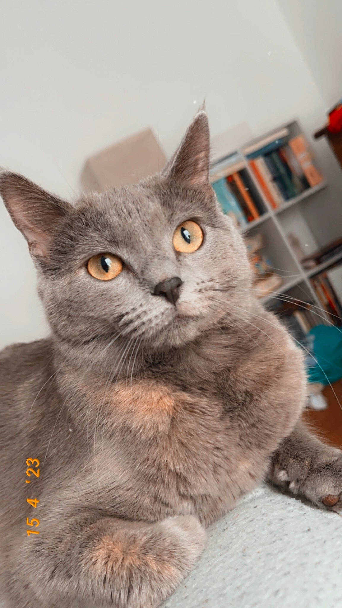 Eva joined the competition — help win amazing prizes! bookcase, carnivore, cat, domestic_short_haired_cat, felidae, fur, grey, russian_blue, shelf, small_to_medium_sized_cats, snout, tail, terrestrial_animal, whiskers, window