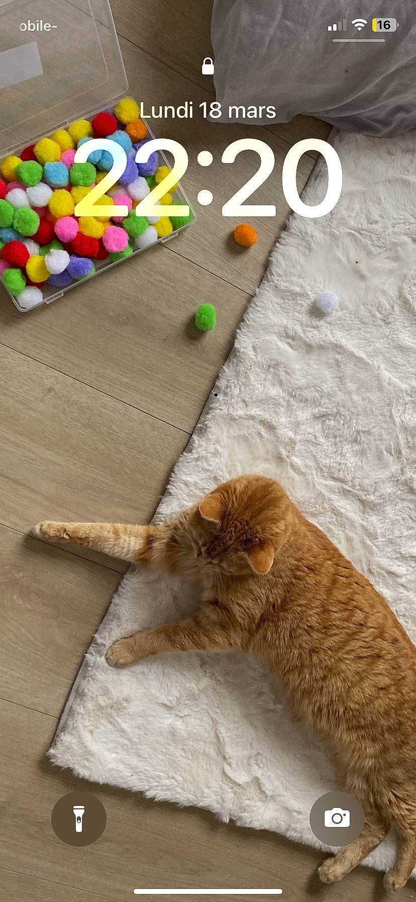 Chaminou a rejoint le concours — aidez-le/la à gagner de superbes lots ! canidae, carnivore, cat, companion_dog, dog_breed, domestic_short_haired_cat, event, fawn, felidae, flooring, fur, hardwood, paw, play, small_to_medium_sized_cats, sporting_group, tail, toy, whiskers, wood