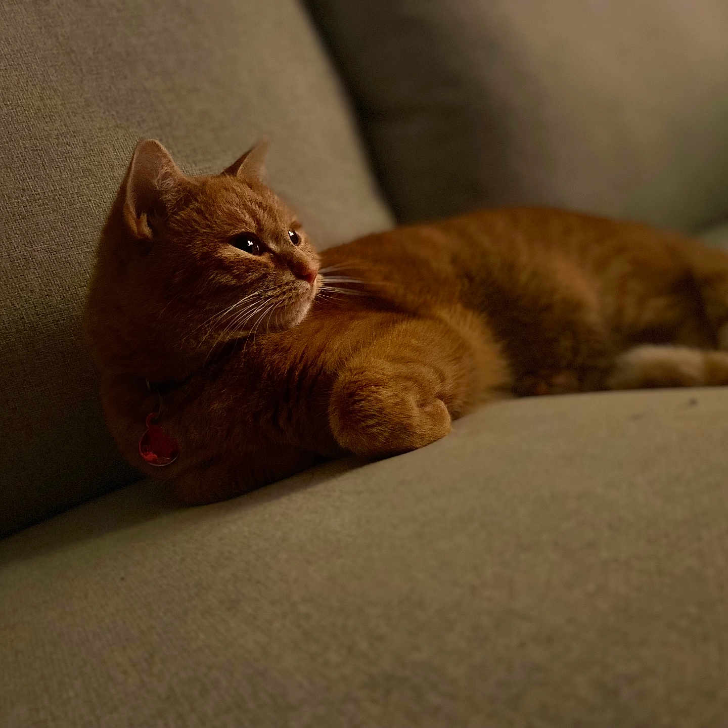 Chaminou participe au concours pour gagner de l'argent avec cette photo : abyssinian, animal, architecture, armchair, building, cat, chair, couch, cushion, furniture, hardwood, homedecor, indoors, kitten, livingroom, manx, person, pet, room, wood