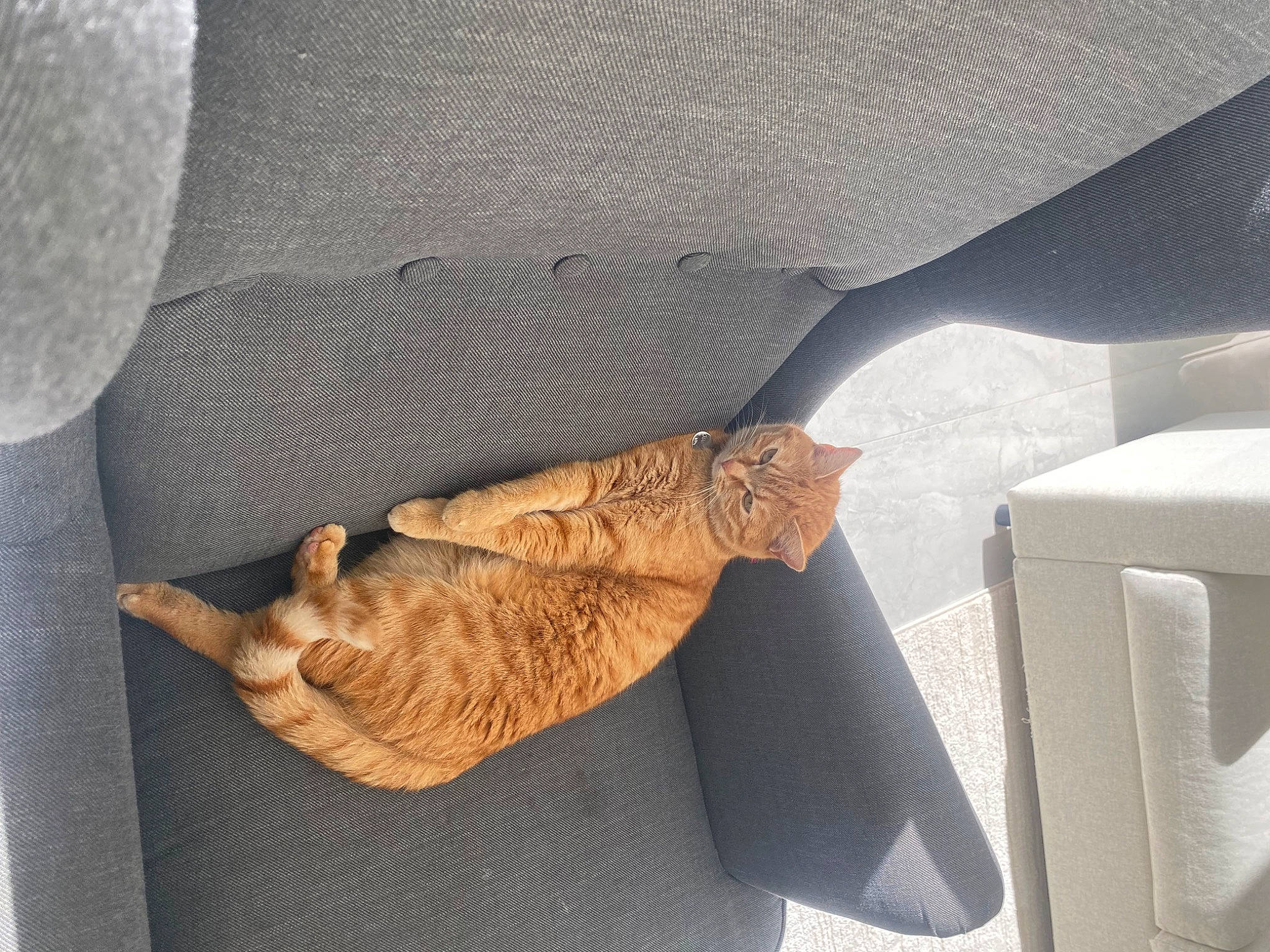 Chaminou participe au concours pour gagner de l'argent avec cette photo : auto_part, automotive_exterior, car_seat, carnivore, cat, comfort, domestic_short_haired_cat, fawn, felidae, human_leg, linens, pattern, small_to_medium_sized_cats, tail, textile, thigh, tints_and_shades, vehicle, vehicle_door, wood