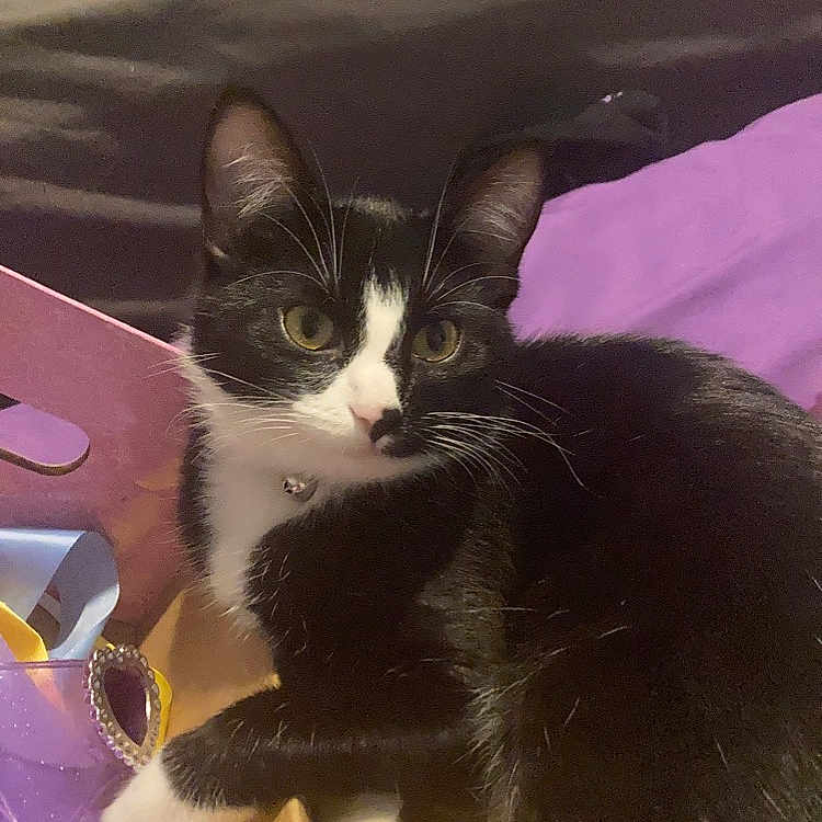 Eva joined the competition — help win amazing prizes! black_cat, carnivore, cat, claw, cloud, comfort, domestic_short_haired_cat, felidae, fur, lap, magenta, mammal, paw, small_to_medium_sized_cats, snout, tail, whiskers