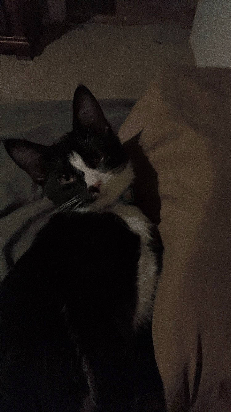 Eva joined the competition — help win amazing prizes! box, carnivore, cat, cloud, comfort, darkness, domestic_short_haired_cat, ear, felidae, formal_wear, fur, grey, monochrome, monochrome_photography, sky, small_to_medium_sized_cats, snout, tail, tints_and_shades, whiskers