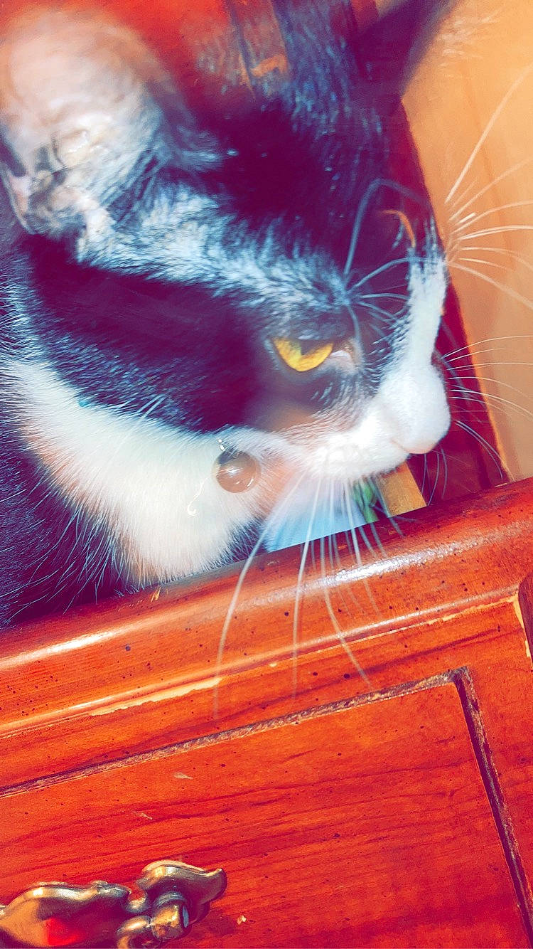 Eva joined the competition — help win amazing prizes! art, carnivore, cat, cat_supply, domestic_short_haired_cat, electric_blue, felidae, flooring, fur, hardwood, pattern, plywood, small_to_medium_sized_cats, snout, tail, varnish, whiskers, wood, wood_stain