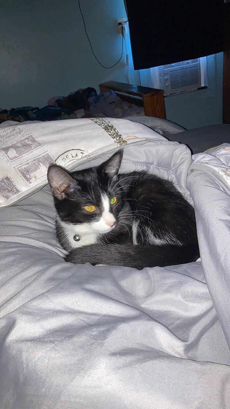 Eva is registered to the contest to win money with this photo: bed, bedding, black_cat, box, carnivore, cat, comfort, domestic_short_haired_cat, felidae, fur, grey, linens, nap, packaging_and_labeling, room, small_to_medium_sized_cats, snout, tail, television, whiskers