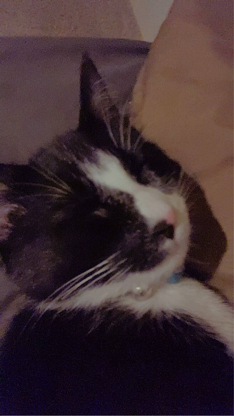 Eva joined the competition — help win amazing prizes! carnivore, cat, cloud, comfort, domestic_short_haired_cat, ear, felidae, fur, meteorological_phenomenon, monochrome_photography, nap, paw, small_to_medium_sized_cats, snout, square, tail, whiskers