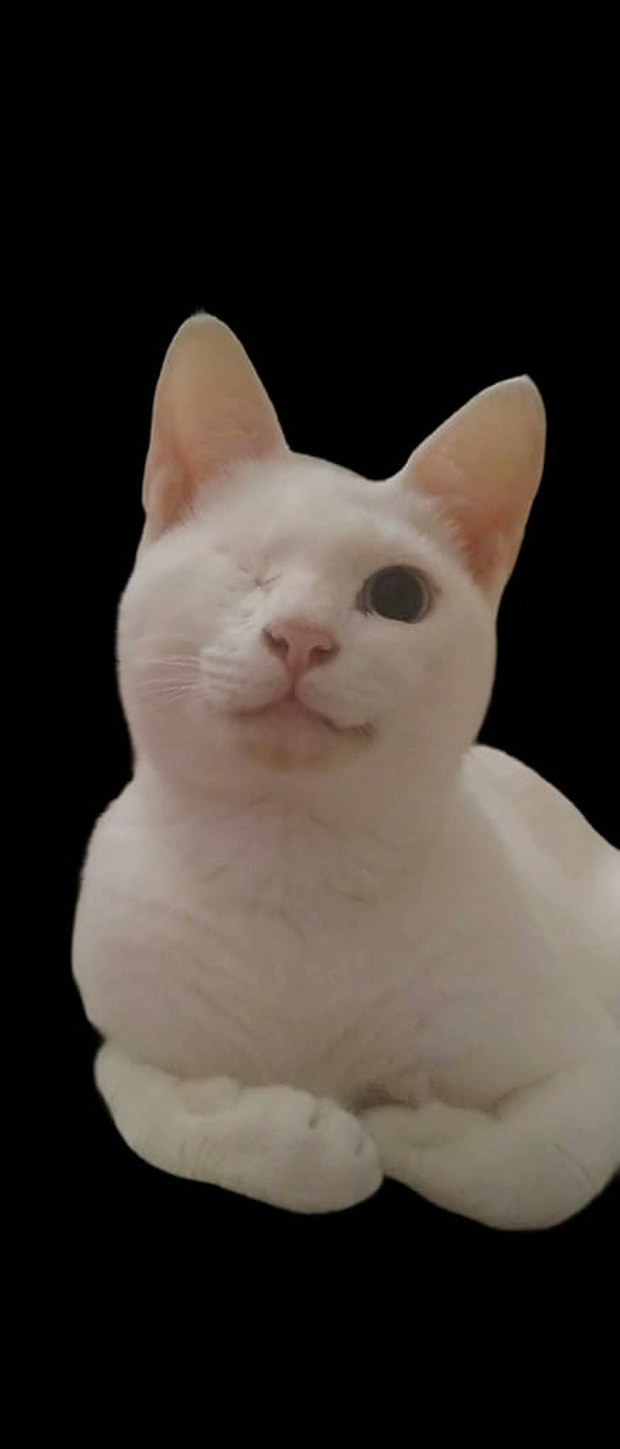 Cutie joined the competition — help win amazing prizes! carnivore, cat, ear, eye, felidae, fur, head, jaw, sculpture, small_to_medium_sized_cats, snout, snowshoe_hare, tail, terrestrial_animal, whiskers