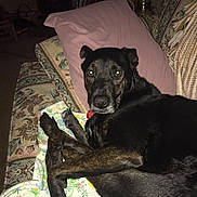 Sadie is registered to the contest to win money with this photo: alaunt, borador, canidae, carnivore, dog, dog_breed, formosan_mountain_dog, guard_dog, mammal, non_sporting_group, patterdale_terrier, snout