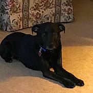 Sadie joined the competition — help win amazing prizes! borador, carnivoran, dog, dog_breed, dog_breed_group, dog_like_mammal, greyhound, italian_greyhound, lurcher, patterdale_terrier, sighthound, snout, sporting_group, whippet