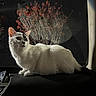 Thea is registered to the contest to win money with this photo: animal, animal_portrait, black_spot, calm, car_dashboard, cat, domestic_cat, fur, indoor, leaves, night, pet, plant, quiet, reflection, side_view, sitting, whiskers, white_cat, window