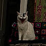 Thea is registered to the contest to win money with this photo: animal, cat, colorful, crocheted_blanket, domestic_animal, ear, feline, funny_expression, fur, furniture, home, indoor, mouth_open, patterned, pet, quilt, sitting, whiskers, white_cat, yawning_cat