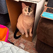 Thea is registered to the contest to win money with this photo: animal, black_marking, cardboard_box, carpet, cat, cozy, curious, cute, domestic, furniture, home, indoor, laptop, pet, resting, sitting, tail, water_bottle, white_fur, yellow_eyes