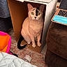 cat, cardboard_box, indoor, pet, animal, curious, yellow_eyes, white_fur, black_marking, tail, carpet, laptop, water_bottle, furniture, cozy, resting, home, domestic, sitting, cute