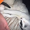 cat, white_cat, black_markings, sleeping, curled_up, paw, whiskers, blanket, hand, cozy, resting, indoor, pet, fur, closeup, animal, relaxing, cute, companion, peaceful