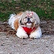 Joyc participe au concours pour gagner de l'argent avec cette photo : adorable, animal, canine, cute, dog, fluffy, fur, grass, ground, laying_down, leisure, long_hair, nature, outdoor, pets, pink_bows, red_harness, resting, small_dog, tongue_out