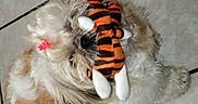 Joyc participe au concours pour gagner de l'argent avec cette photo : animal, brown, cute, dog, floor, fluffy, fur, indoor, pet, playful, plush, puppy, red_bow, small, striped, tail, tiger, tile, toy, white