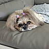 Majja Fille De Joyc participe au concours pour gagner de l'argent avec cette photo : adorable, animal, brown, closeup, companion, couch, cute, dog, domestic_animal, face, fluffy, fur, hair_clips, indoors, leather, pet, relaxed, resting, small_dog, white