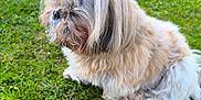 Majja Fille De Joyc participe au concours pour gagner de l'argent avec cette photo : adorable, animal, companion, cute, dog, fluffy, fur, grass, greenery, hair_tie, nature, outdoor, park, pebbles, pet, pink, purple, shih_tzu, sitting, small_dog