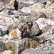affenpinscher, animal, ball, canine, dog, football, nature, outdoors, pebble, pet, poodle, puppy, road, rock, rubble, slate, soccer, soccerball, sport, terrier