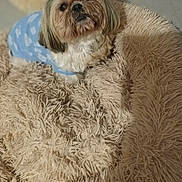 Majja Fille De Joyc participe au concours pour gagner de l'argent avec cette photo : dog, pet, blue_clothing, fluffy, cushion, beige, indoor, cozy, fur, small_dog, cute, looking_up, shaggy, soft, animal, companion, relaxed, comfort, home, resting