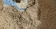 Majja Fille De Joyc participe au concours pour gagner de l'argent avec cette photo : animal, beige, blue_clothing, comfort, companion, cozy, cushion, cute, dog, fluffy, fur, home, indoor, looking_up, pet, relaxed, resting, shaggy, small_dog, soft