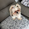 Majja Fille De Joyc a rejoint le concours — aidez-le/la à gagner de superbes lots ! animal, blanket, companion, couch, cozy, cute, dog, fluffy, fur, gray_couch, hair_ties, home, indoor, paw_prints, pet, pigtails, resting, seated, sleepy, small_dog