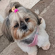 Majja Fille De Joyc participe au concours pour gagner de l'argent avec cette photo : adorable, animal, closeup, companion, concrete_floor, cute, dog, domestic, fluffy, fur, hair_clip, outdoor, paws, pet, pink_harness, portrait, rug, small_dog, standing, topknot