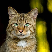 Grigri a rejoint le concours — aidez-le/la à gagner de superbes lots ! animal, bokeh, cat, close_up, ears, face, feline, focused, fur, green_eyes, looking, majestic, mammal, nature, outdoor, portrait, soft_light, whiskers, wild_cat, wildlife