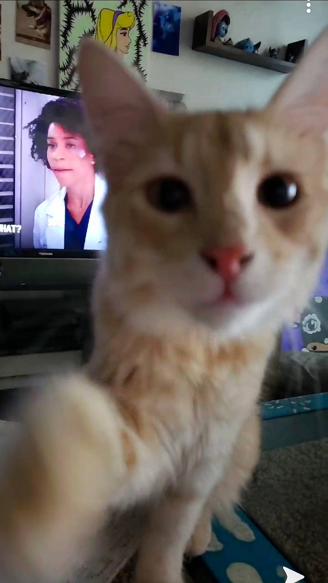 Crumpet joined the competition — help win amazing prizes! aegean_cat, arabian_mau, asian, carnivore, cat, devon_rex, domestic_short_haired_cat, felidae, german_rex, javanese, kitten, mammal, nose, oriental_longhair, oriental_shorthair, singapura, small_to_medium_sized_cats, snout, vertebrate, whiskers