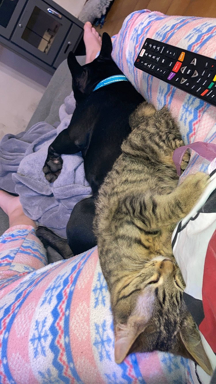 Rio a rejoint le concours — aidez-le/la à gagner de superbes lots ! audio_equipment, carnivore, cat, claw, comfort, companion_dog, domestic_short_haired_cat, eyewear, fawn, felidae, fur, lap, nap, paw, remote_control, sitting, small_to_medium_sized_cats, snout, tail, whiskers