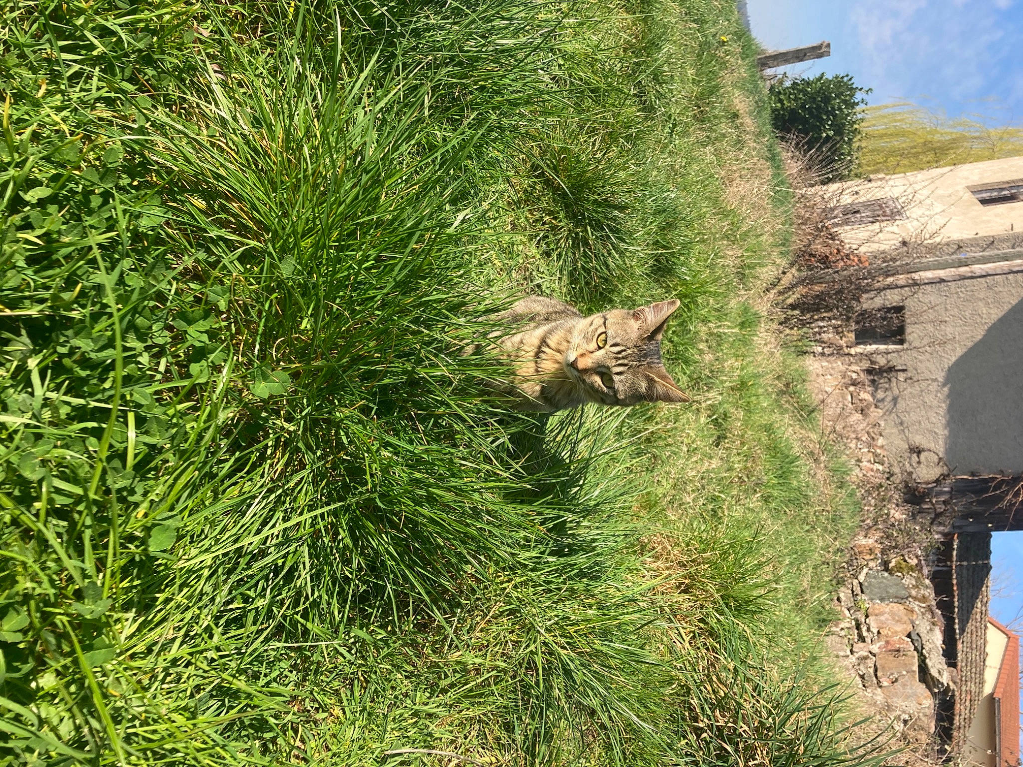 Rio a rejoint le concours — aidez-le/la à gagner de superbes lots ! biome, carnivore, cat, evergreen, fawn, felidae, grass, grass_family, groundcover, landscape, plant, plant_community, shrub, sky, small_to_medium_sized_cats, tail, terrestrial_animal, terrestrial_plant, trunk, vegetation