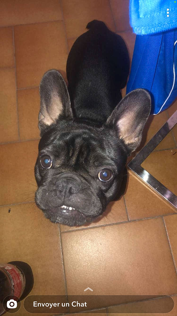 Radko participe au concours pour gagner de l'argent avec cette photo : bulldog, canidae, carnivore, comfort, companion_dog, dog, dog_breed, ear, fawn, flooring, french_bulldog, non_sporting_group, snout, sporting_group, terrestrial_animal, toy_dog, whiskers, working_animal, wrinkle