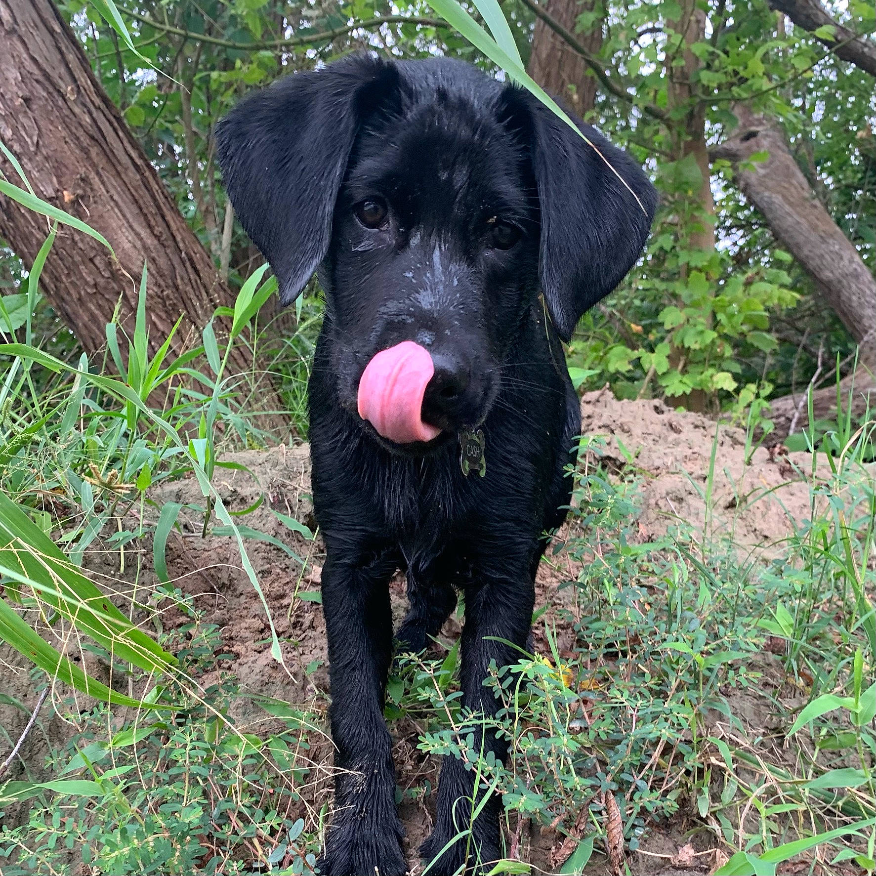 Cash joined the competition — help win amazing prizes! canidae, carnivore, dog, dog_breed, german_wirehaired_pointer, hunting_dog, labrador_retriever, mammal, patterdale_terrier, pudelpointer, rare_breed_dog, retriever, sporting_group, terrier, vertebrate