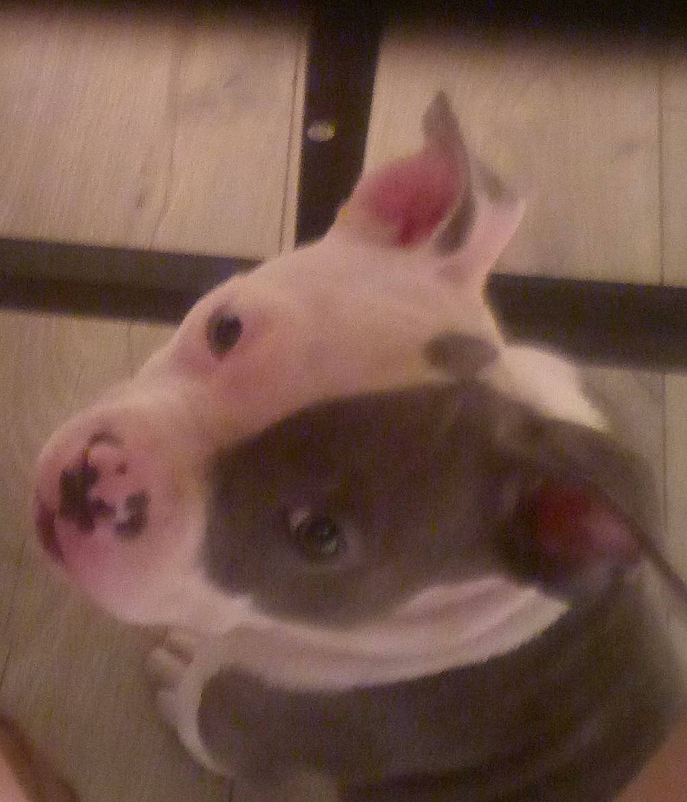 Chato Gonzalez joined the competition — help win amazing prizes! bull_terrier, canidae, carnivore, companion_dog, dog, dog_breed, ear, fawn, jaw, metal, non_sporting_group, snout, tail, terrestrial_animal, whiskers, working_animal