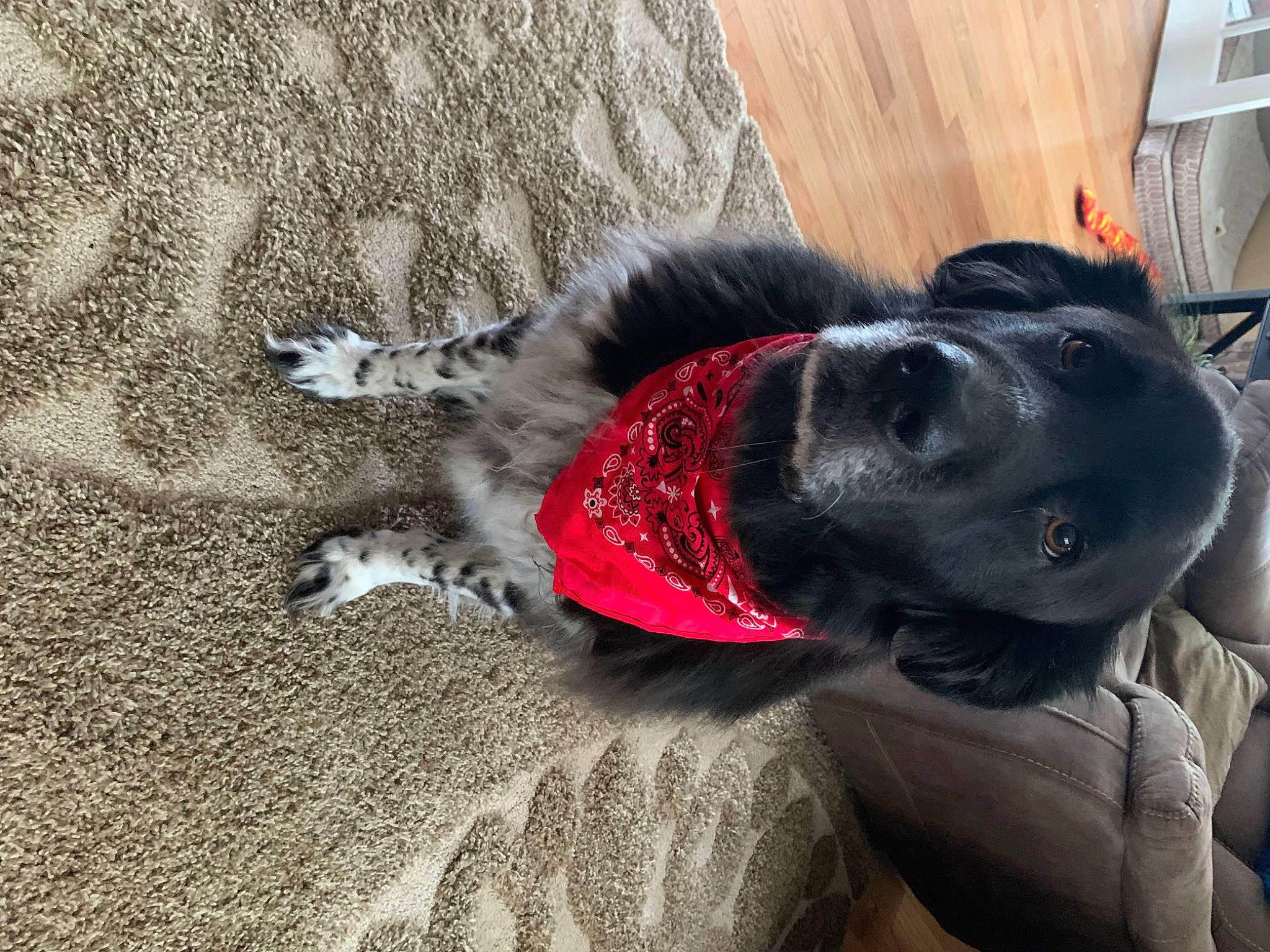 Apollo joined the competition — help win amazing prizes! canidae, carnivore, collar, companion_dog, dog, dog_breed, dog_collar, fur, grey, guard_dog, leash, mammal, pack_animal, plant, tail, tree, vertebrate, whiskers, wood, working_animal