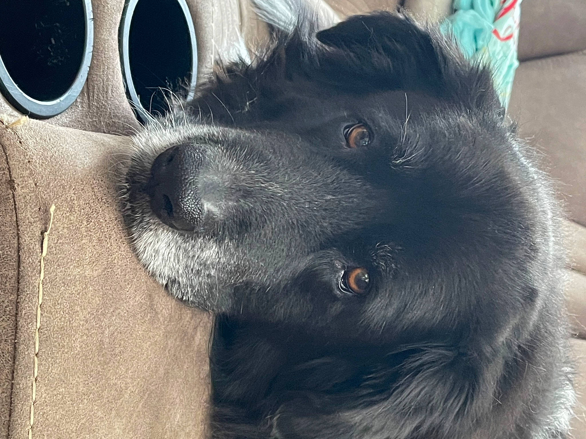 Apollo is registered to the contest to win money with this photo: art, canidae, carnivore, circle, companion_dog, dog, dog_breed, ear, eyewear, fur, glasses, goggles, snout, sporting_group, sunglasses, terrestrial_animal, vision_care, visual_arts, whiskers, working_animal