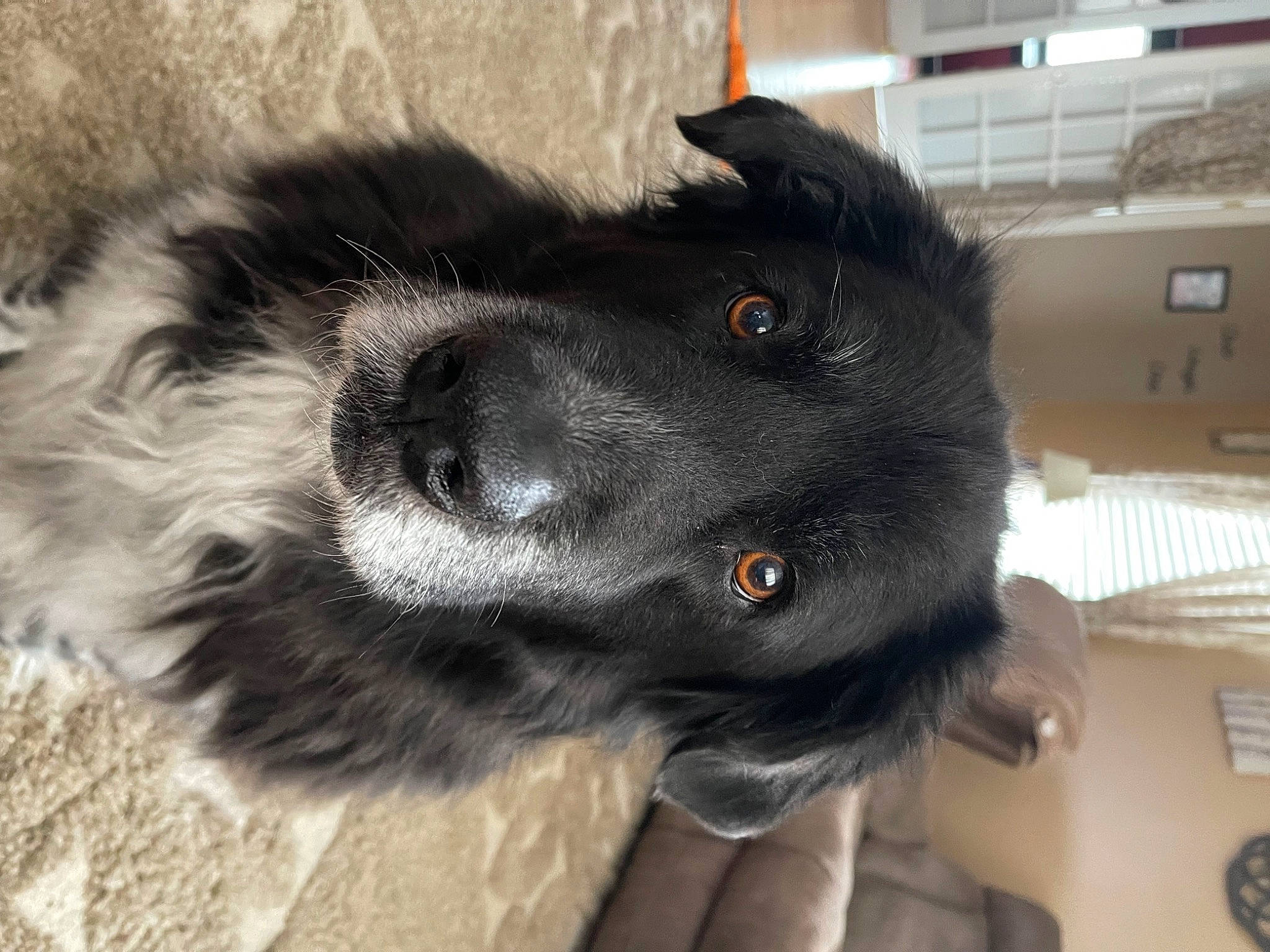 Apollo is registered to the contest to win money with this photo: borador, border_collie, canidae, carnivore, clock, collar, companion_dog, dog, dog_breed, dog_collar, fur, herding_dog, paw, snout, sporting_group, vertebrate, whiskers, working_animal, working_dog