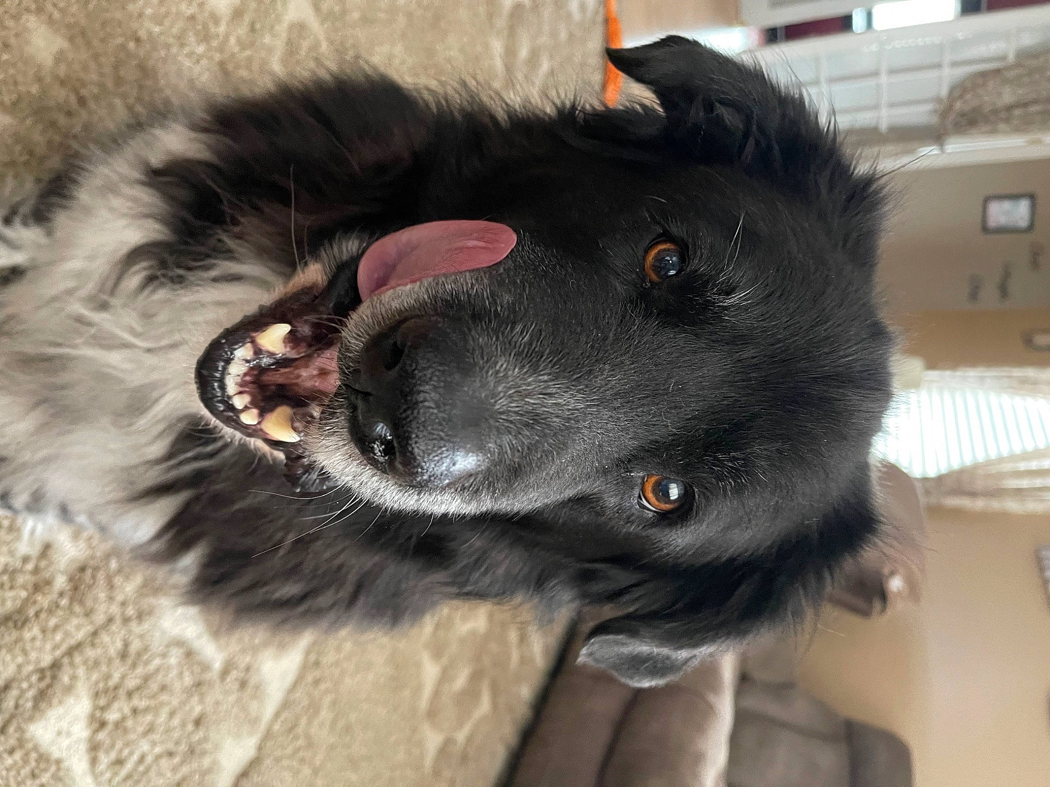 Apollo joined the competition — help win amazing prizes! borador, canidae, carnivore, claw, collar, companion_dog, dog, dog_breed, dog_collar, ear, fang, fur, herding_dog, paw, puppy, snout, sporting_group, whiskers, working_animal, working_dog