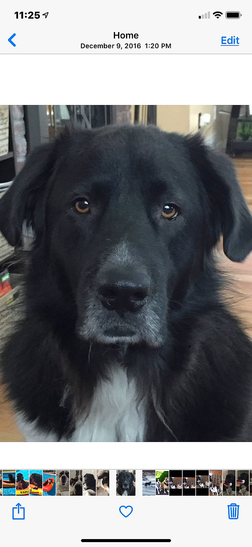 Apollo joined the competition — help win amazing prizes! borador, canidae, carnivore, collar, companion_dog, dog, dog_breed, dog_collar, fur, monochrome_photography, plant, retriever, snout, sporting_group, whiskers, working_animal, working_dog