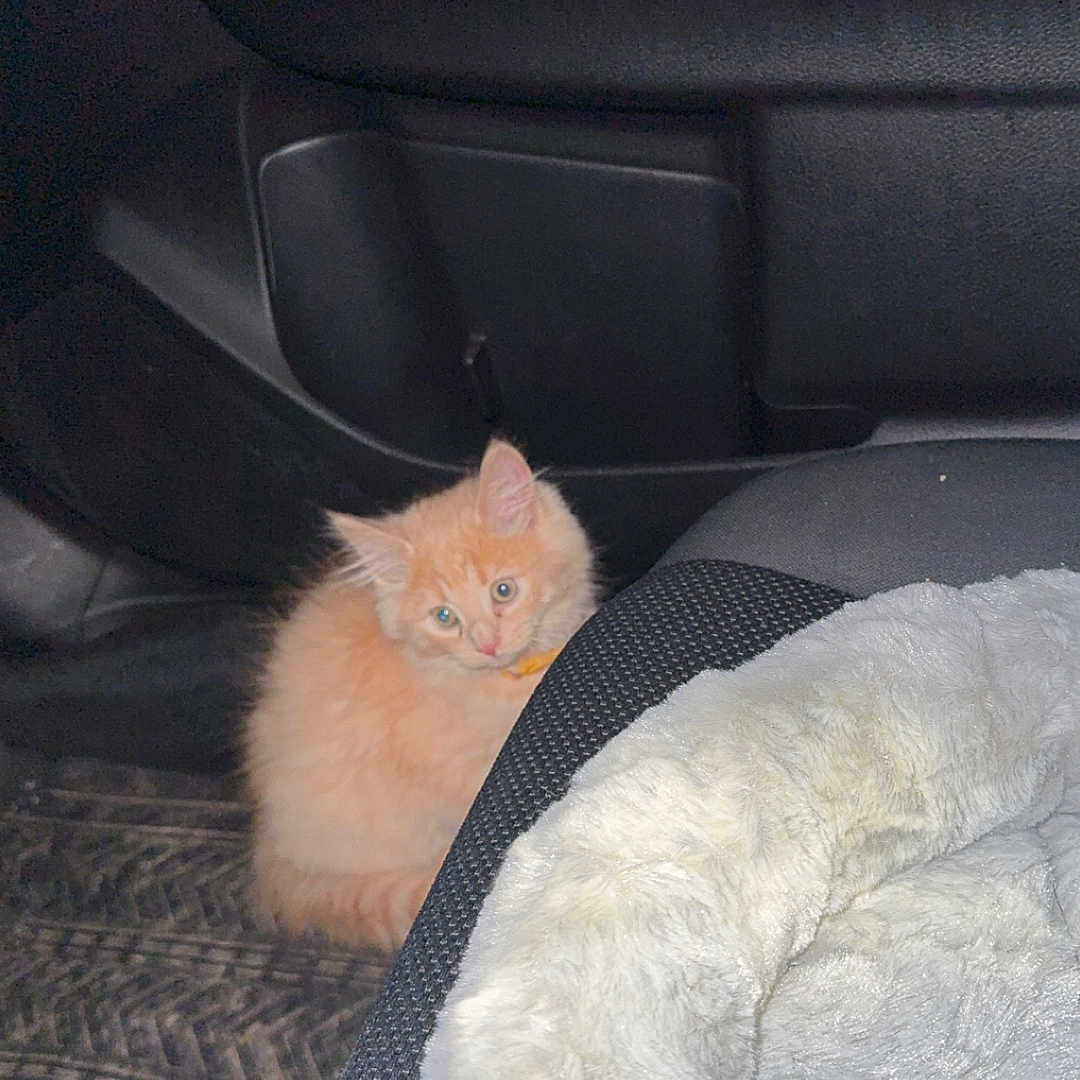 Honey is registered to the contest to win money with this photo: animal, car_door, car_interior, car_seat, cat, curious, cute, domestic_animal, floor_mat, fluffy, fur, indoor, kitten, looking, orange_cat, pet_bed, seat, small, vehicle, young