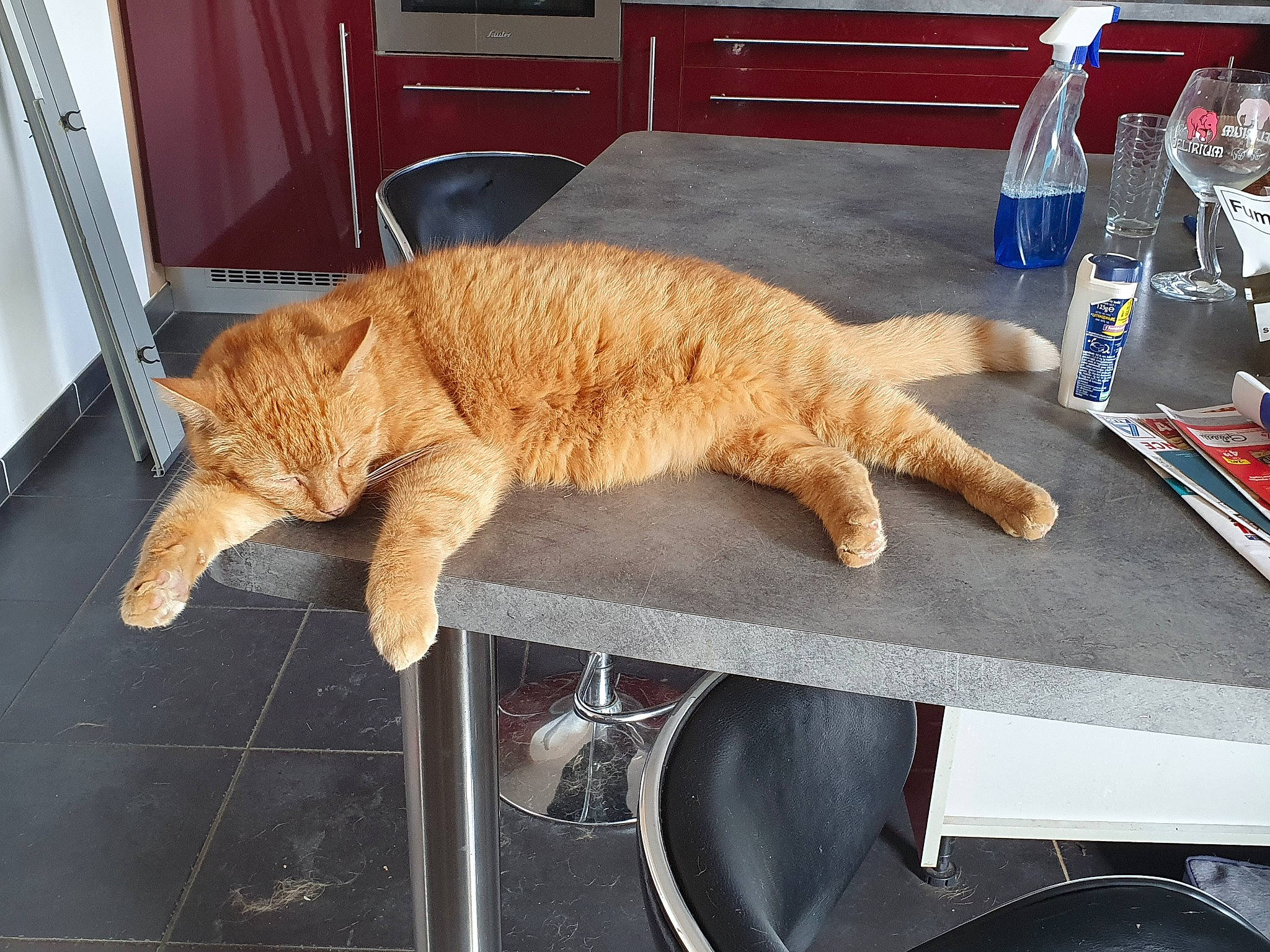 Moumoune a rejoint le concours — aidez-le/la à gagner de superbes lots ! carnivore, cat, claw, domestic_short_haired_cat, european_shorthair, felidae, fur, small_to_medium_sized_cats, tabby_cat, tail, whiskers