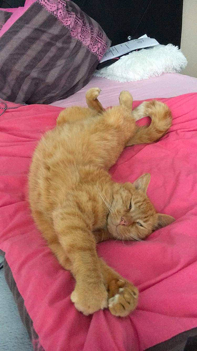 Moumoune a rejoint le concours — aidez-le/la à gagner de superbes lots ! carnivore, cat, fawn, felidae, fur, kitten, nap, paw, pink, selkirk_rex, sleep, small_to_medium_sized_cats, tail, whiskers