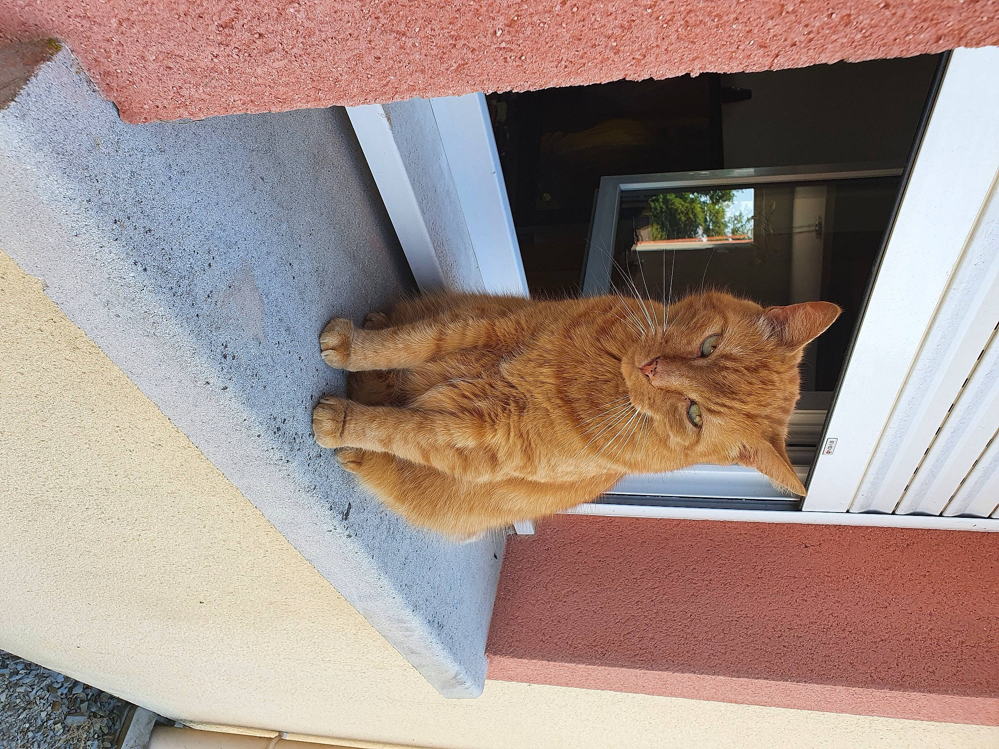 Moumoune participe au concours pour gagner de l'argent avec cette photo : carnivore, cat, domestic_short_haired_cat, european_shorthair, fawn, felidae, fur, small_to_medium_sized_cats, tabby_cat, whiskers, window, wood