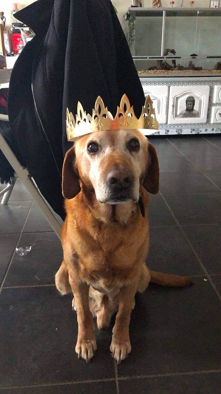 Lucky a rejoint le concours — aidez-le/la à gagner de superbes lots ! beagador, canidae, carnivore, companion_dog, dachshund, dog, dog_breed, ear, fawn, fur, golden_retriever, hat, headgear, hound, mammal, rare_breed_dog, snout, sporting_group, vertebrate